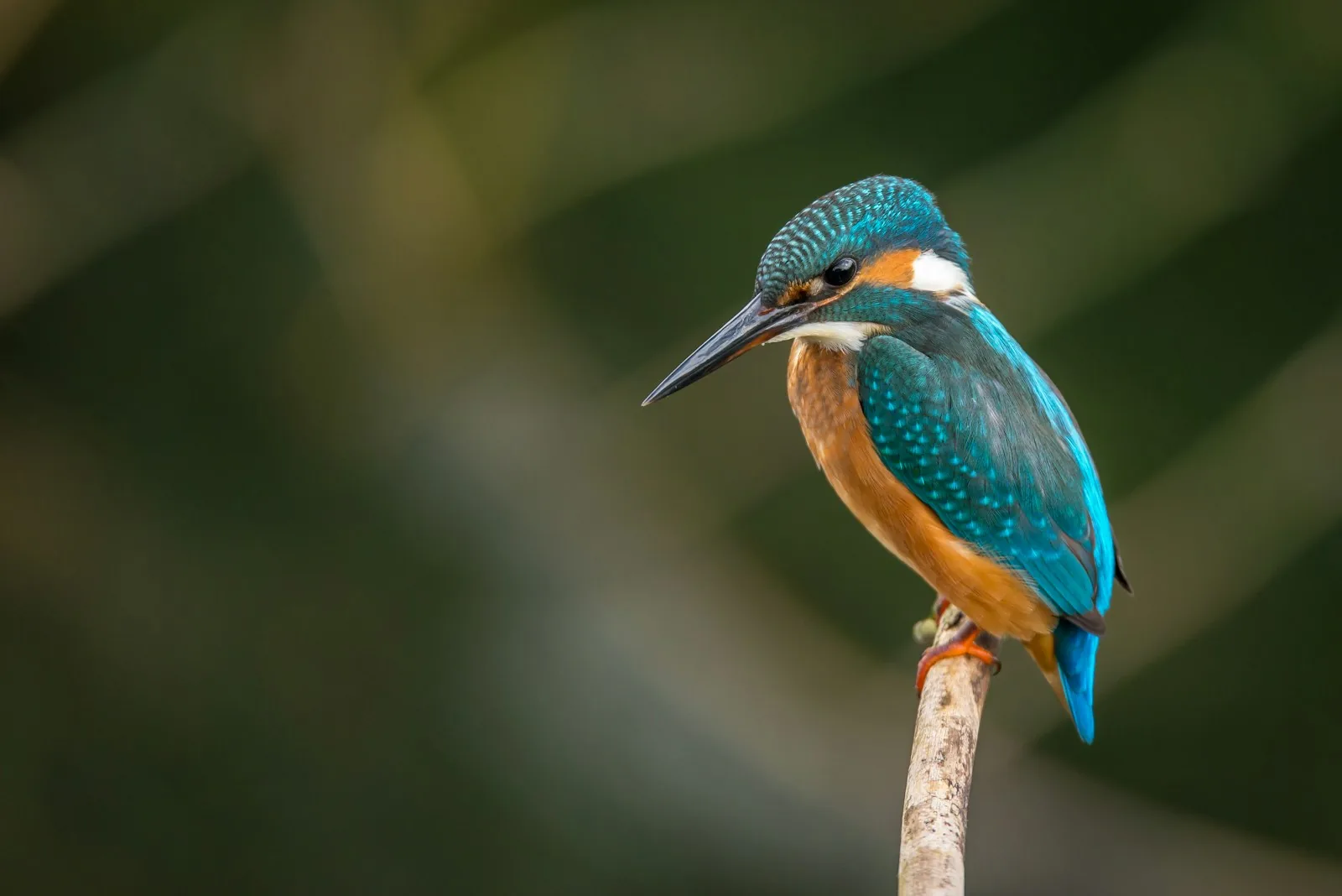 Colorful bird perched in nature