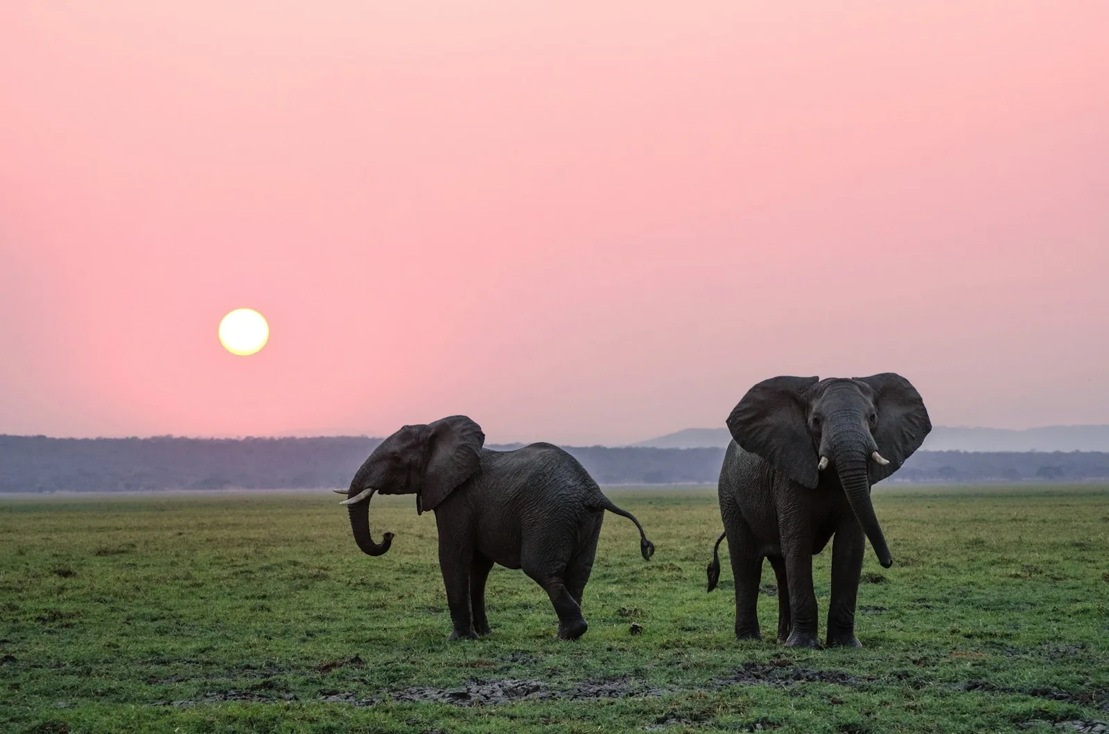 Elephants walking through grassland