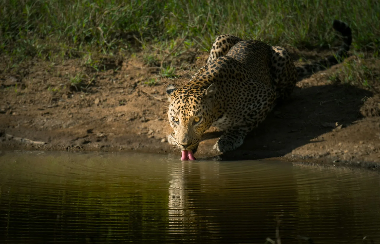 Leopard resting in the wild at Yala National Park