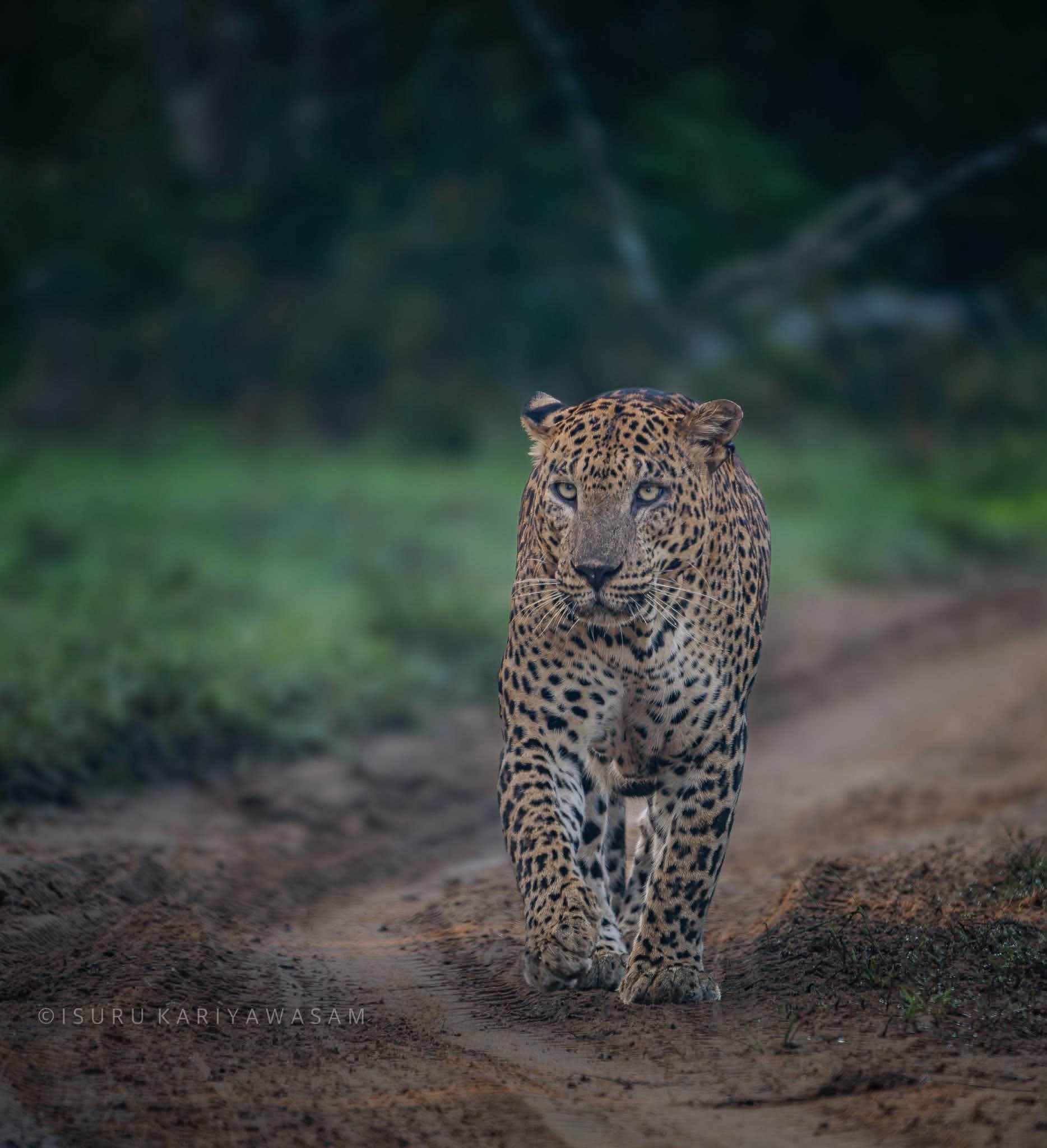 Leo